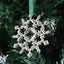 Gothic Snowflake Ornament